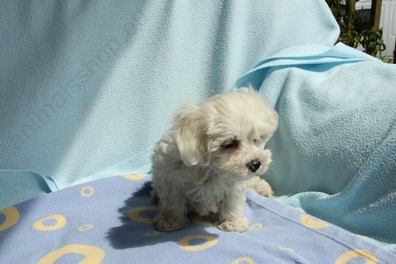 Bichon Maltes hembra 3